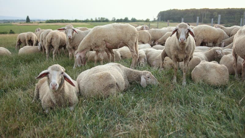 Conceito econômico agricultura criação de ovinos. carneiro de feixes herbívoros