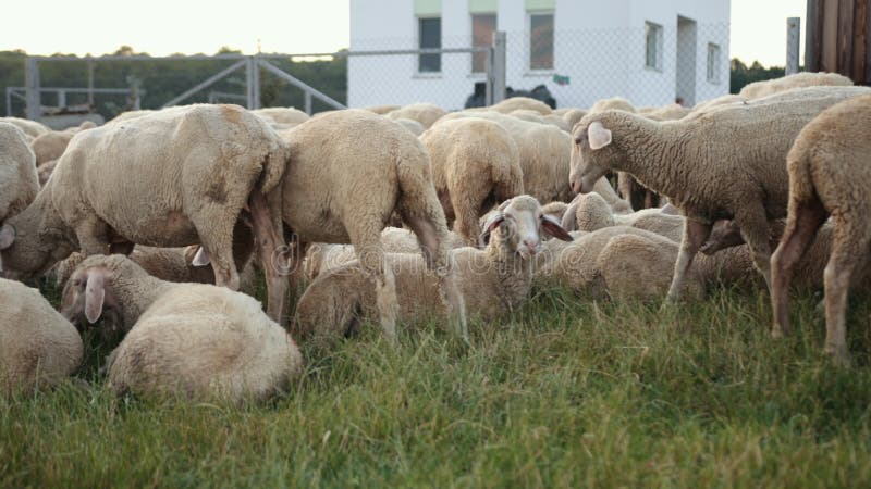 Conceito econômico agricultura criação de ovinos. carneiro de feixes herbívoros