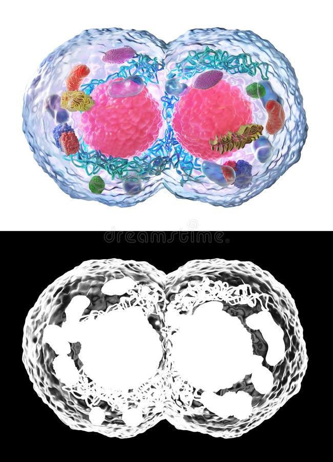 Concept biologic. diviziunea celulară sub microscop izolat pe o hartă albă cu hartă alfa stock illustration