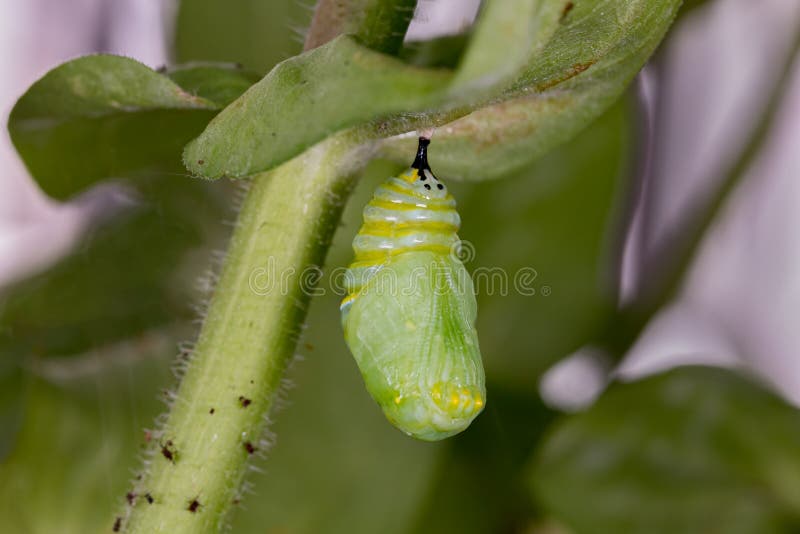 Monarch butterfly chrysalis hanging from plant leaf