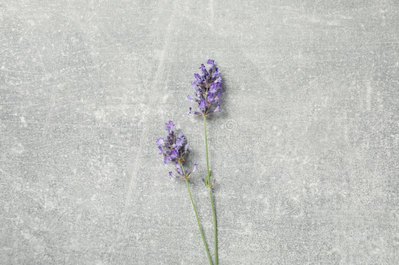 Concept of Cozy with Flowers, Beautiful Lavender Flowers Stock Image