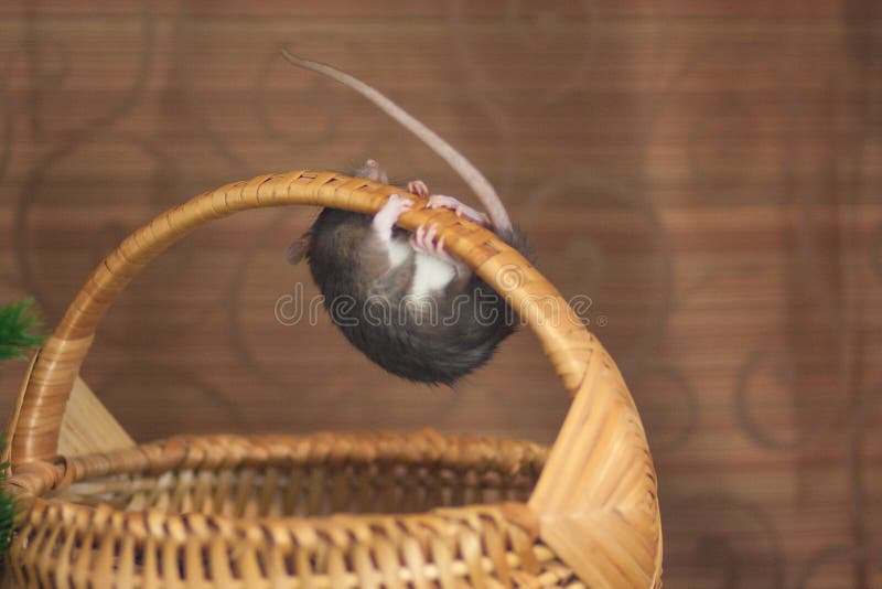 The Concept of a Crawling Mouse. Gray Mouse Stock Photo Image of