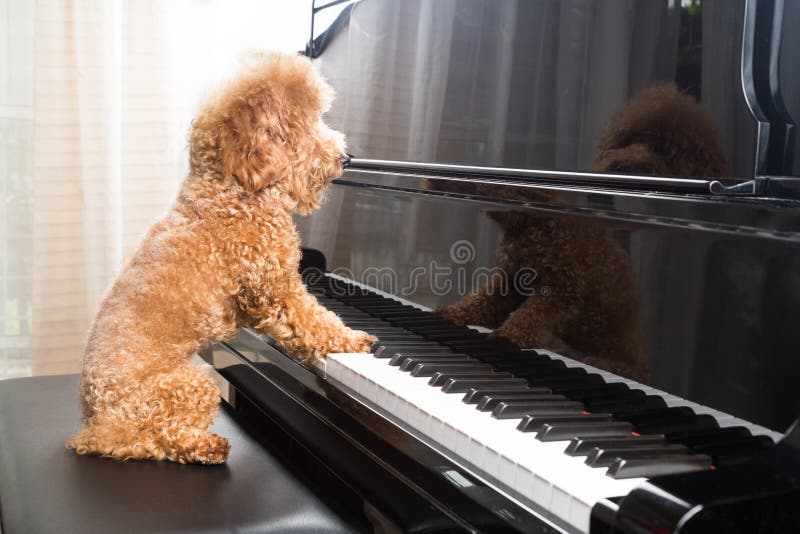 132 Dog Playing Piano Stock Photos - Free & Royalty-Free Stock