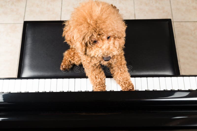 Concept of cute poodle dog playing upright grand piano stock images Concept of cute poodle dog playing upright grand piano stock images