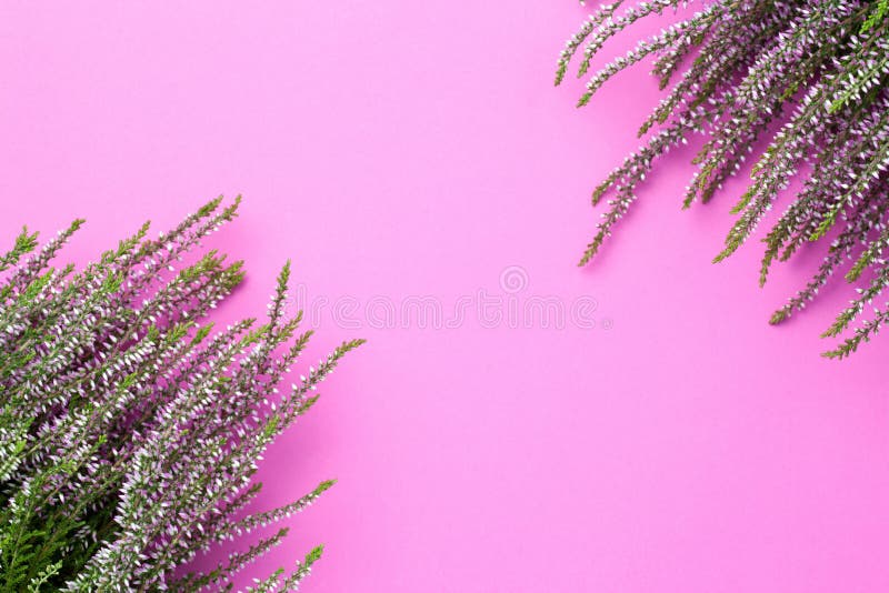 Concept d'automne avec les fleurs roses de bruyère images stock