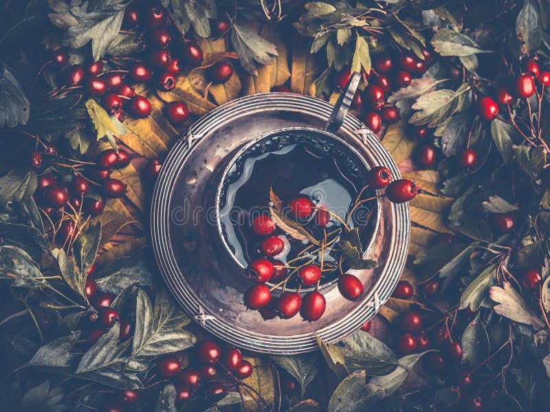 Concept d'automne Tasse de thé sain avec les baies rouges de chute décorées des feuilles sur le fond en bois rustique foncé de ta image libre de droits