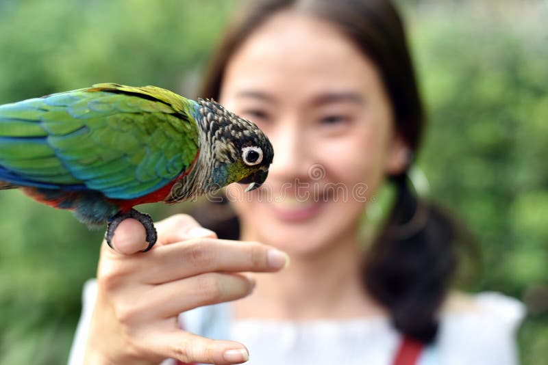 Concept d'humain et de nature d'environnement, oiseau de perroquet sur la main de jeune fille photo stock Concept d'humain et de nature d'environnement, oiseau de perroquet sur la main de jeune fille photo stock