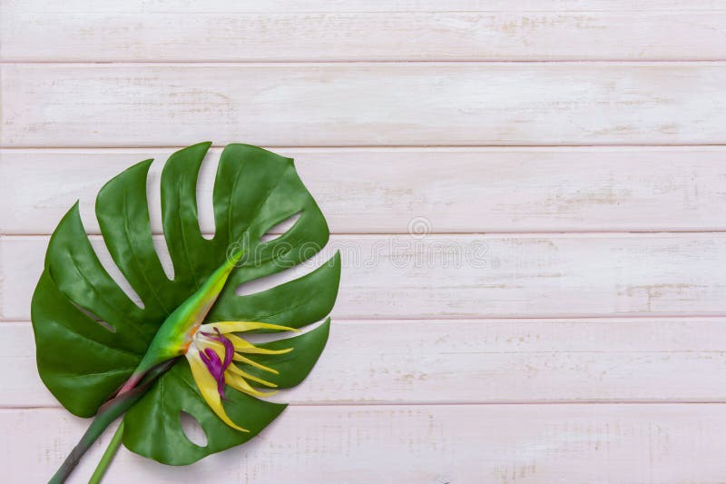 Concept d'id?es d'?t? avec la fronti?re tropicale de cadre de feuille sur le fond en bois en pastel de rose avec l'espace d'exemp image stock Concept d'id?es d'?t? avec la fronti?re tropicale de cadre de feuille sur le fond en bois en pastel de rose avec l'espace d'exemp image stock