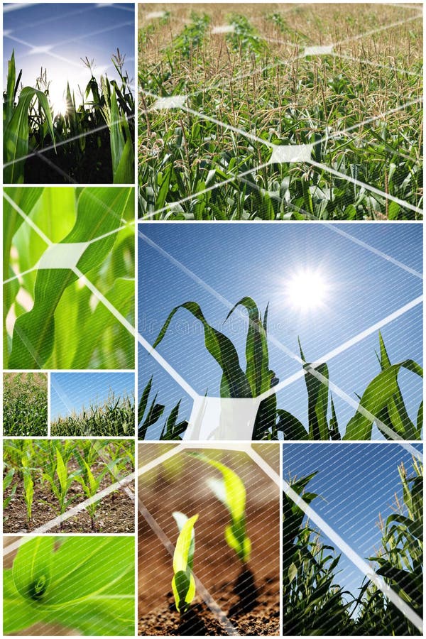 Green corn field collage with photovoltaic panel. Green corn field collage with photovoltaic panel