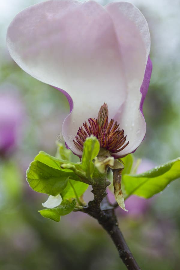 Concept de fond naturel : fleur de magnolia avec le pistil et stamens sur une branche avec les feuilles vertes image libre de droits Concept de fond naturel : fleur de magnolia avec le pistil et stamens sur une branche avec les feuilles vertes image libre de droits