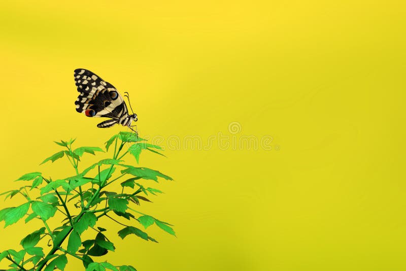 Concept de printemps, beau papillon et secteur vide pour le texte images libres de droits Concept de printemps, beau papillon et secteur vide pour le texte images libres de droits