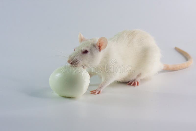 Comment Un Rat Emporte Un Oeuf Concept of Diet. the Rat is Eating an Egg. Stock Image - Image of