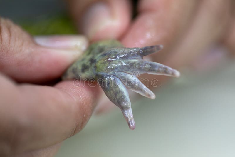 Concept of Education anatomy and physiology of frog in laboratory. royalty free stock images
