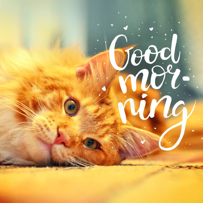 The Concept is Good Morning. a Beautiful Red Cat Woke Up Early in the ...