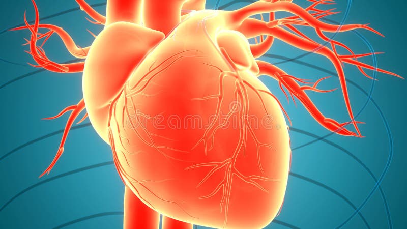 Concept humain d'animation d'anatomie de battements de coeur d'appareil circulatoire d'organes internes