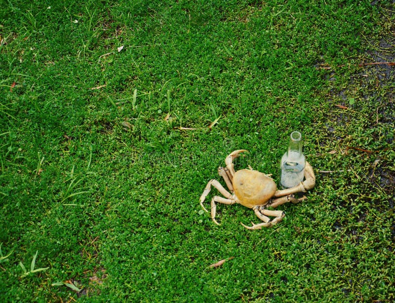 Drunk Crab Stock Photos Free & RoyaltyFree Stock Photos from Dreamstime