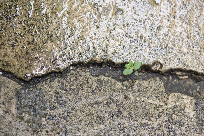Concept image of a tree growing on concrete royalty free stock image