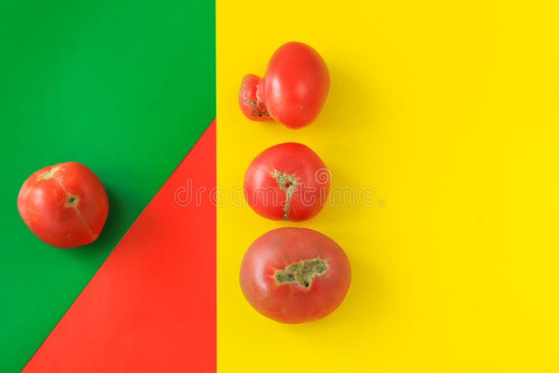 Concept laid de nourriture, tomates déformées sur le fond rouge, vert et jaune, l'espace de copie, image géométrique créative photographie stock libre de droits Concept laid de nourriture, tomates déformées sur le fond rouge, vert et jaune, l'espace de copie, image géométrique créative photographie stock libre de droits