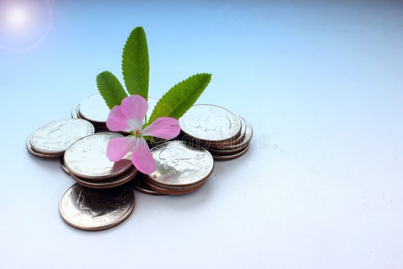 The concept of money growth, the success and prosperity of business as a flower growing at a fast pace, toned stock image The concept of money growth, the success and prosperity of business as a flower growing at a fast pace, toned stock image