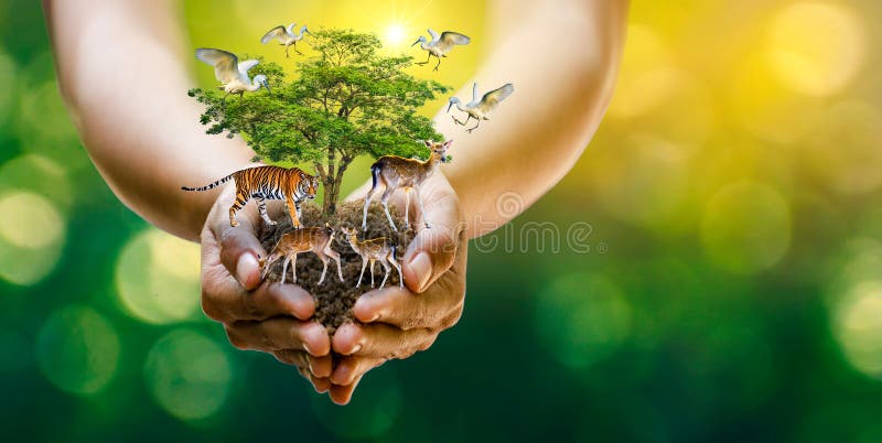 Concept Nature reserve conserve Wildlife reserve tiger Deer Global warming Food Loaf Ecology Human hands protecting the wild and w stock photos Concept Nature reserve conserve Wildlife reserve tiger Deer Global warming Food Loaf Ecology Human hands protecting the wild and w stock photos