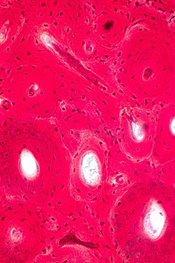 Concept Onderwijsanatomie en fysiologie van Compact been, of corticaal been onder microscopisch stock foto's Concept Onderwijsanatomie en fysiologie van Compact been, of corticaal been onder microscopisch stock foto's