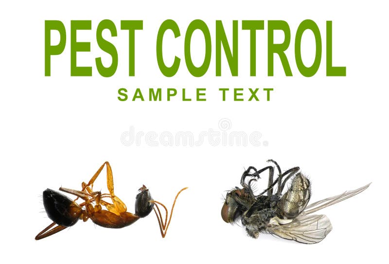 Dead fly, ant and words PEST CONTROL isolated on a white background. Concept of pest control. Dead fly, ant and words PEST CONTROL isolated on a white background. Concept of pest control