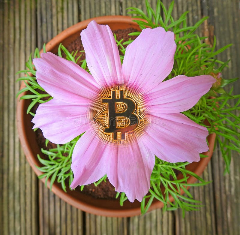 Bitcoin flower in bloom cryptocurrency royalty free stock photos Bitcoin flower in bloom cryptocurrency royalty free stock photos
