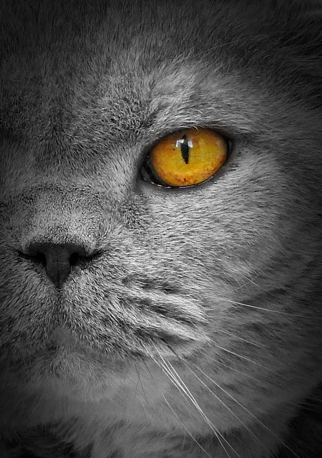 Surveillance spy eye cat