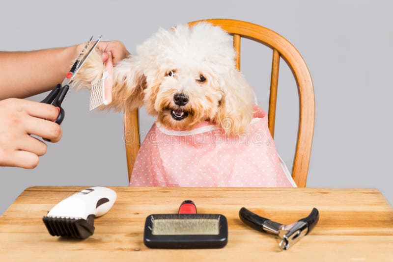 Concept of poodle dog fur being cut and groomed in salon