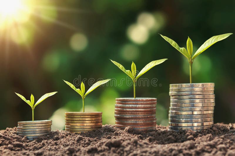 Concept saving money. plant growing step with coins stack on dirt and sunshine royalty free stock images