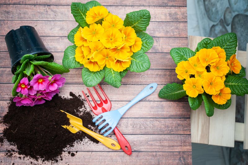 Concept Spring planting , harmony and beauty. Flowers Primula pink and yellow and garden tools royalty free stock photos Concept Spring planting , harmony and beauty. Flowers Primula pink and yellow and garden tools royalty free stock photos
