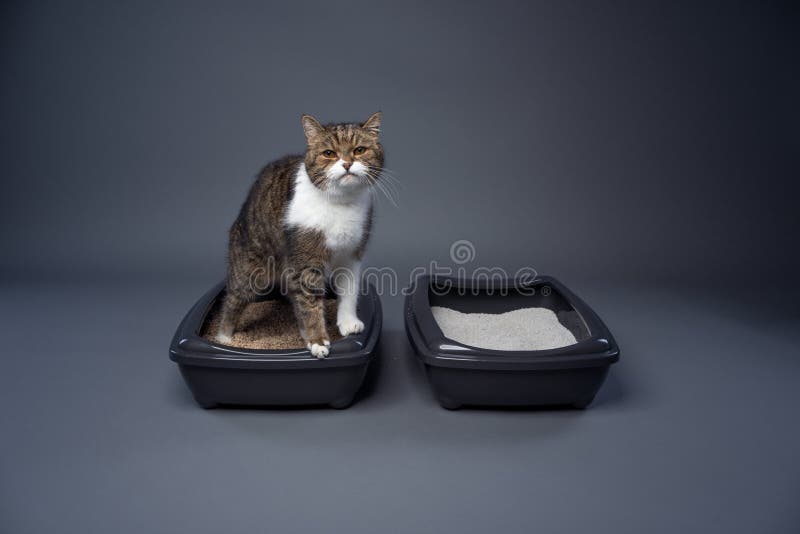 Concept for Sustainability and Eco Friendly Cat Keeping Stock Image