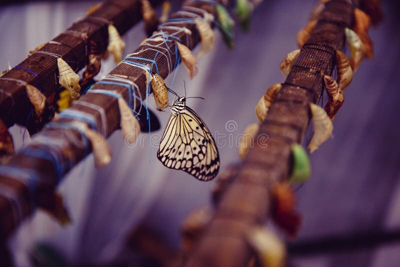 Life cycle of a butterfly. Close-up of a tropical butterfly sitting next to a cocoon and a nest. Life cycle of a butterfly. Close-up of a tropical butterfly sitting next to a cocoon and a nest.