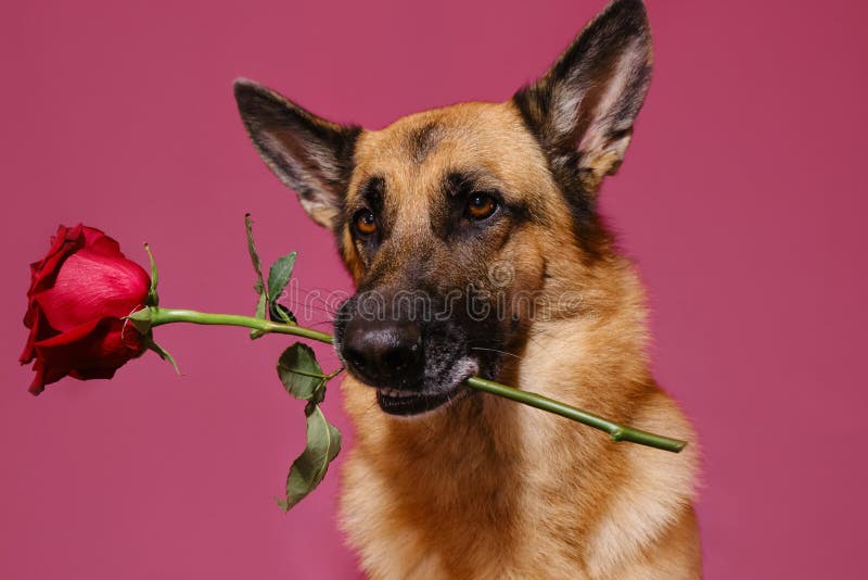 Concept of Valentine&x27;s Day. Gentleman dog with flower congratulates on woman&x27;s day or happy birthday. Isolated