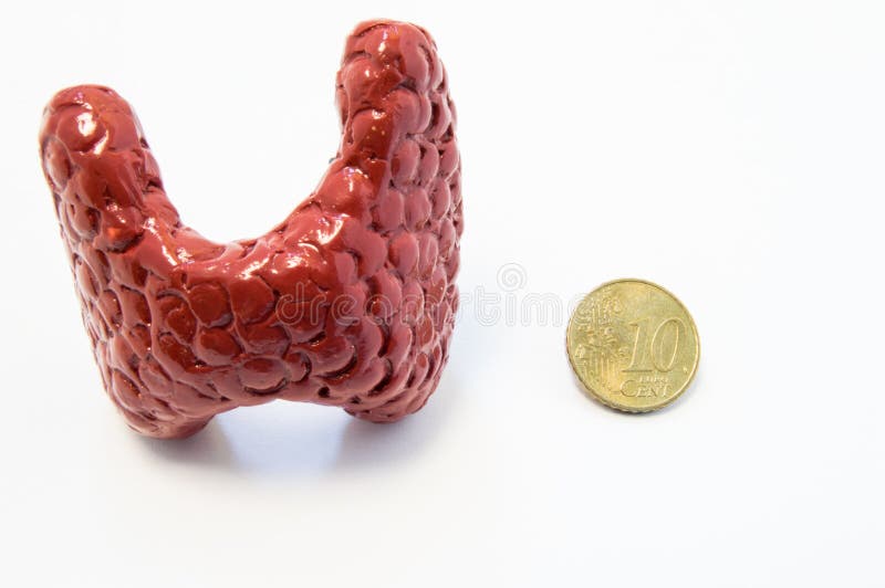 Concept of visualization of enlarged thyroid gland in various diseases, such as goiter, thyroiditis, nodule. Anatomical model of t stock image Concept of visualization of enlarged thyroid gland in various diseases, such as goiter, thyroiditis, nodule. Anatomical model of t stock image