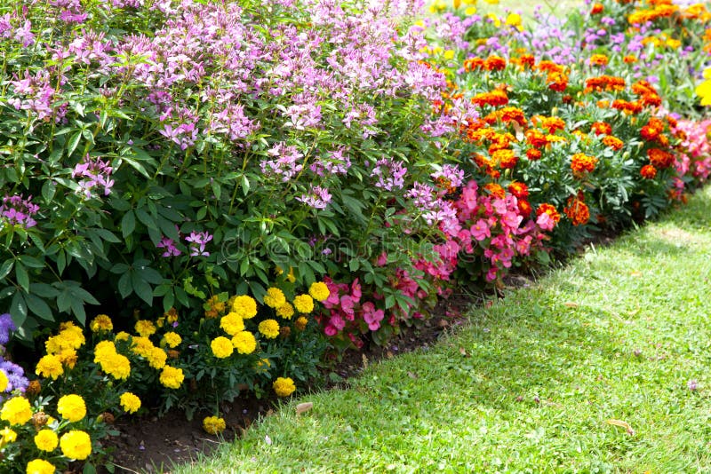 Colorful flower design in garden for greeting card. Colorful flower design in garden for greeting card.