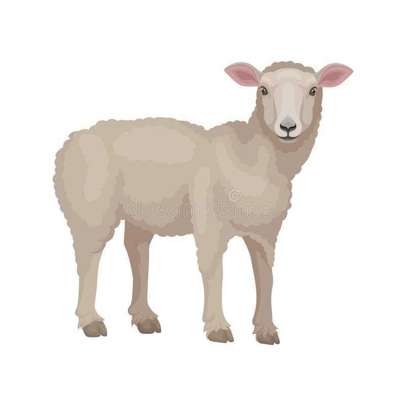 Colorful illustration of young lamb, side view. Small sheep with beige woolly coat and pink ears. Domestic animal. Livestock farming theme. Detailed flat vector design isolated on white background. Colorful illustration of young lamb, side view. Small sheep with beige woolly coat and pink ears. Domestic animal. Livestock farming theme. Detailed flat vector design isolated on white background.