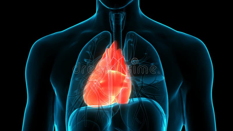 Concepto de animación de anatomía cardiaca del sistema circulatorio humano