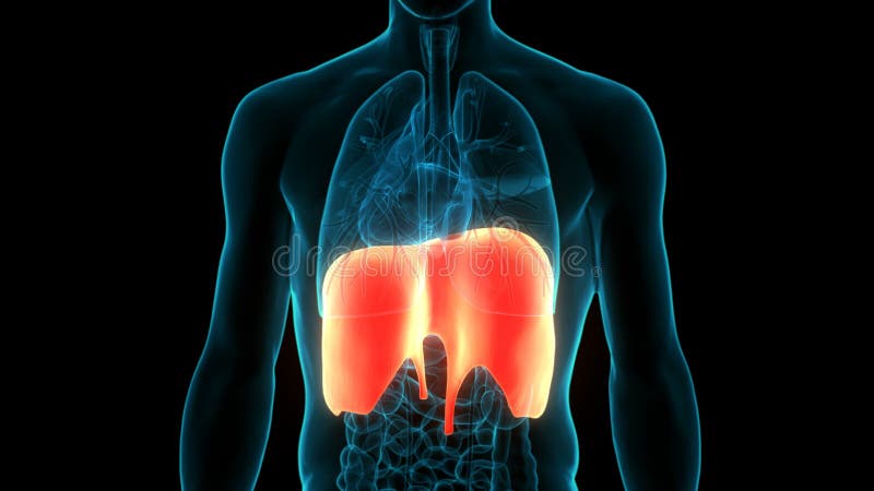 Concepto de animación de anatomía del diafragma del sistema respiratorio humano