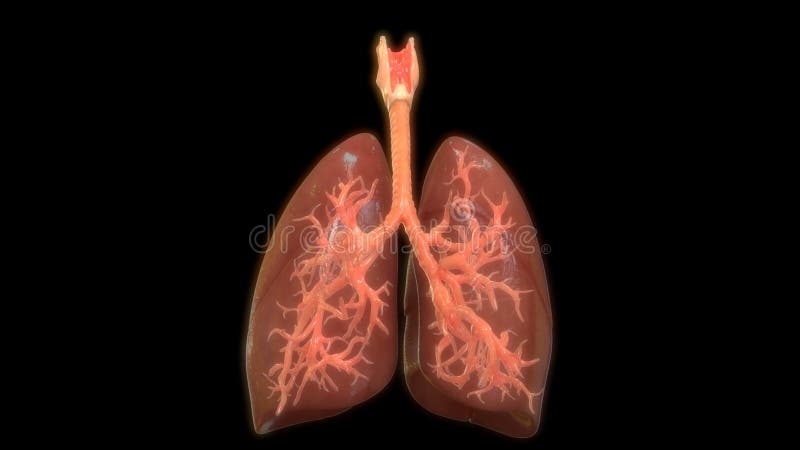 Concepto de animación anatomía del sistema respiratorio humano