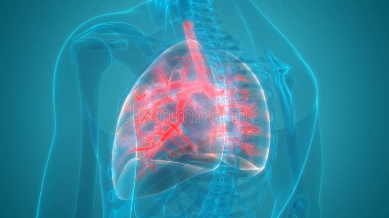 Concepto de animación anatomía del sistema respiratorio humano