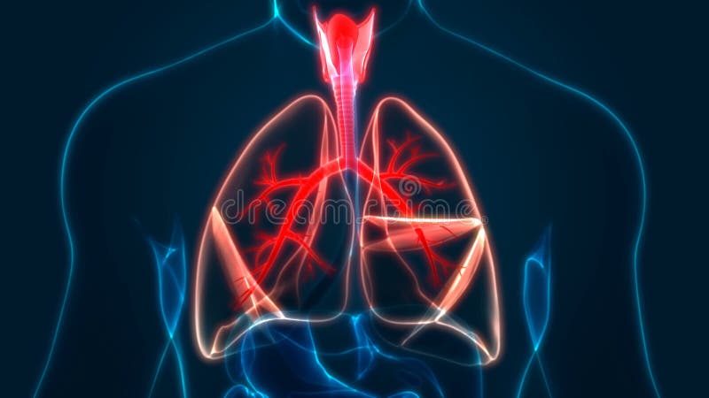 Concepto de animación anatomía del sistema respiratorio humano