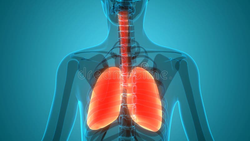 Concepto de animación anatomía del sistema respiratorio humano