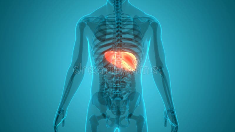 Concepto de animación de anatomía hepática de órganos digestivos internos humanos