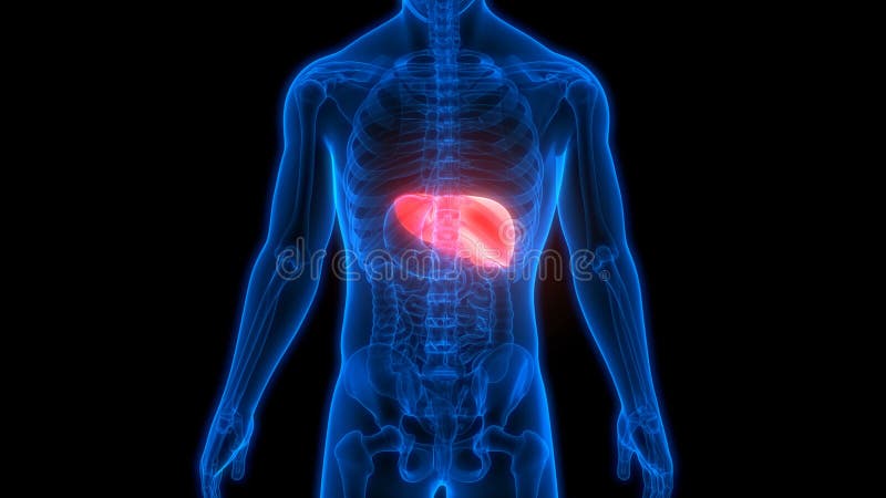 Concepto de animación de anatomía hepática de órganos digestivos internos humanos