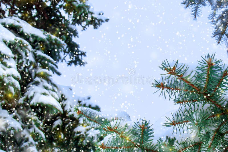 Concepto de la belleza del invierno en el bosque nevoso del abeto foto de archivo libre de regalías Concepto de la belleza del invierno en el bosque nevoso del abeto foto de archivo libre de regalías