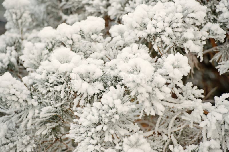 Winter nature concept. Snow covered branch on natural background. Christmas and new year. Frost on fir tree. Season greetings and holidays celebration. Winter nature concept. Snow covered branch on natural background. Christmas and new year. Frost on fir tree. Season greetings and holidays celebration.