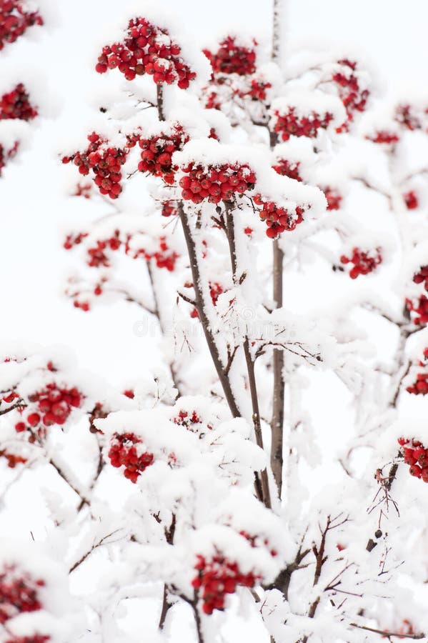 Christmas or new year concept. Rowan tree covered with snow. Winter nature background. Branches with red berries in frost. Season greetings and holidays celebration. Christmas or new year concept. Rowan tree covered with snow. Winter nature background. Branches with red berries in frost. Season greetings and holidays celebration.