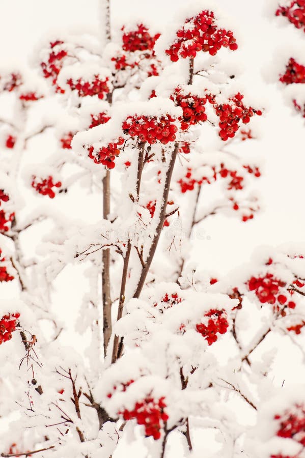 Christmas or new year concept. Rowan tree covered with snow. Winter nature background. Branches with red berries in frost. Season greetings and holidays celebration. Christmas or new year concept. Rowan tree covered with snow. Winter nature background. Branches with red berries in frost. Season greetings and holidays celebration.