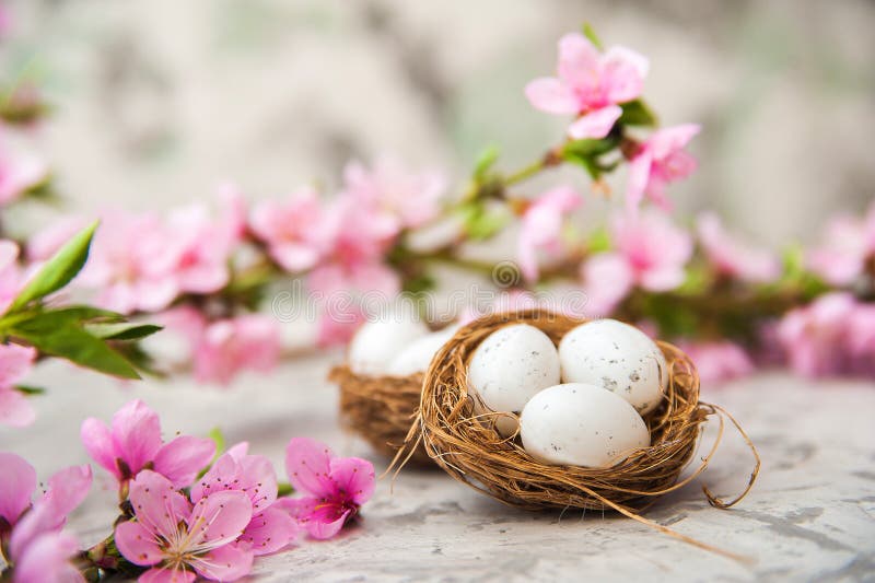 Concepto del flor de la primavera Concepto de Pascua, huevos en una jerarqu?a, primer del ?rbol de florecimiento y espacio de la imagen de archivo Concepto del flor de la primavera Concepto de Pascua, huevos en una jerarqu?a, primer del ?rbol de florecimiento y espacio de la imagen de archivo